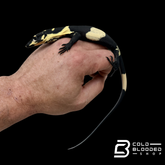 Baby Super Bell's Phase Lace Monitor - Varanus varius #1