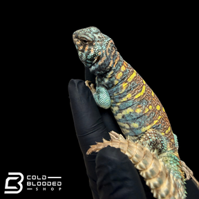 Adult Male Ornate Uromastyx - Uromastyx ornata