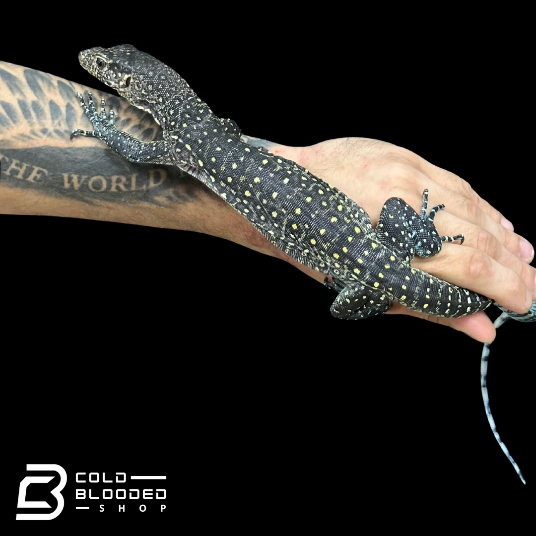 Sub Adult Blue-tailed Monitor - Varanus doreanus