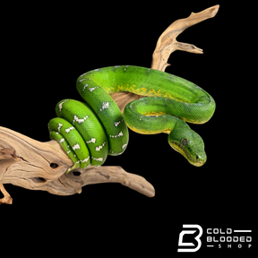 Adult Emerald Tree Boa - Corallus caninus #2