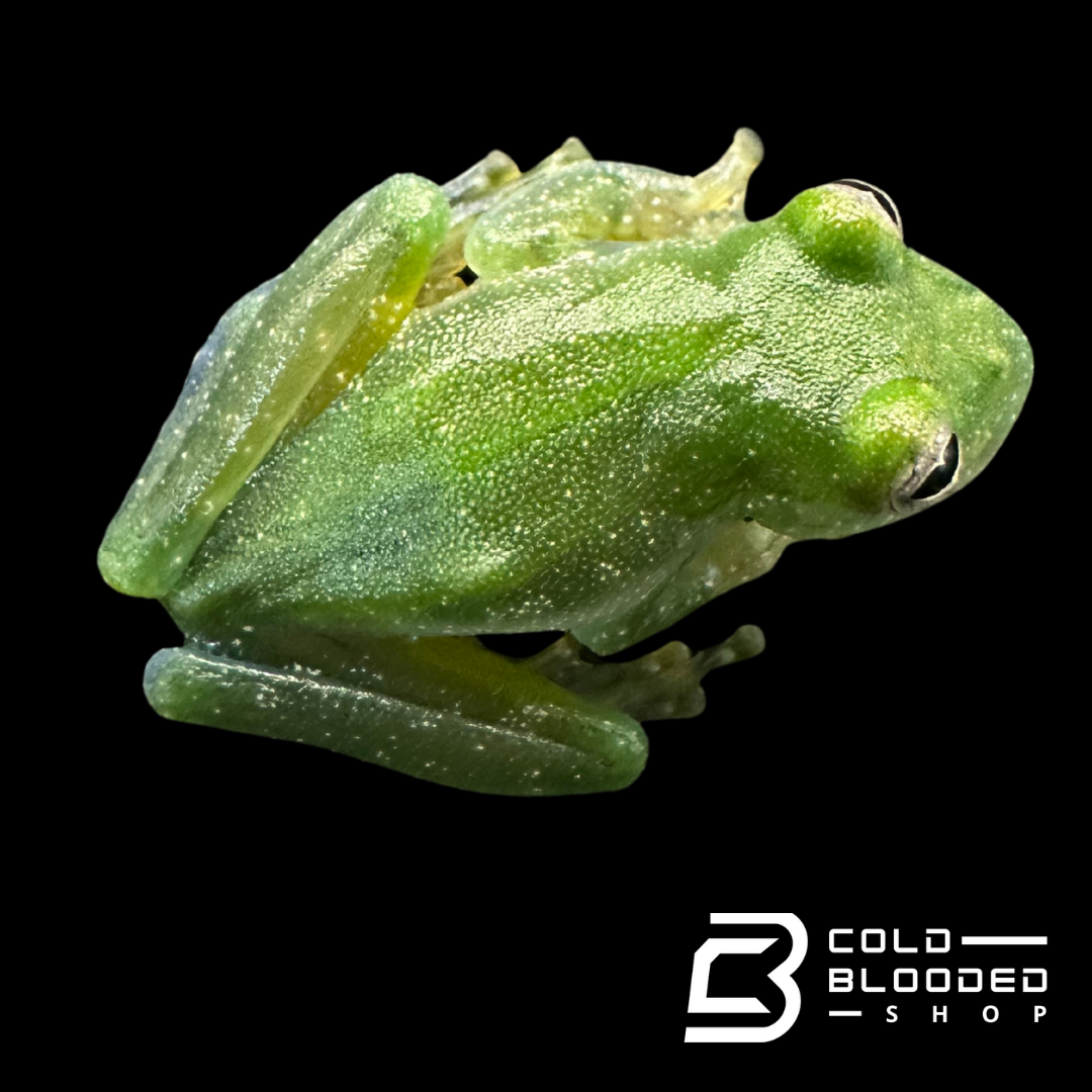 Powdered Glass Frogs - Teratohyla pulverata