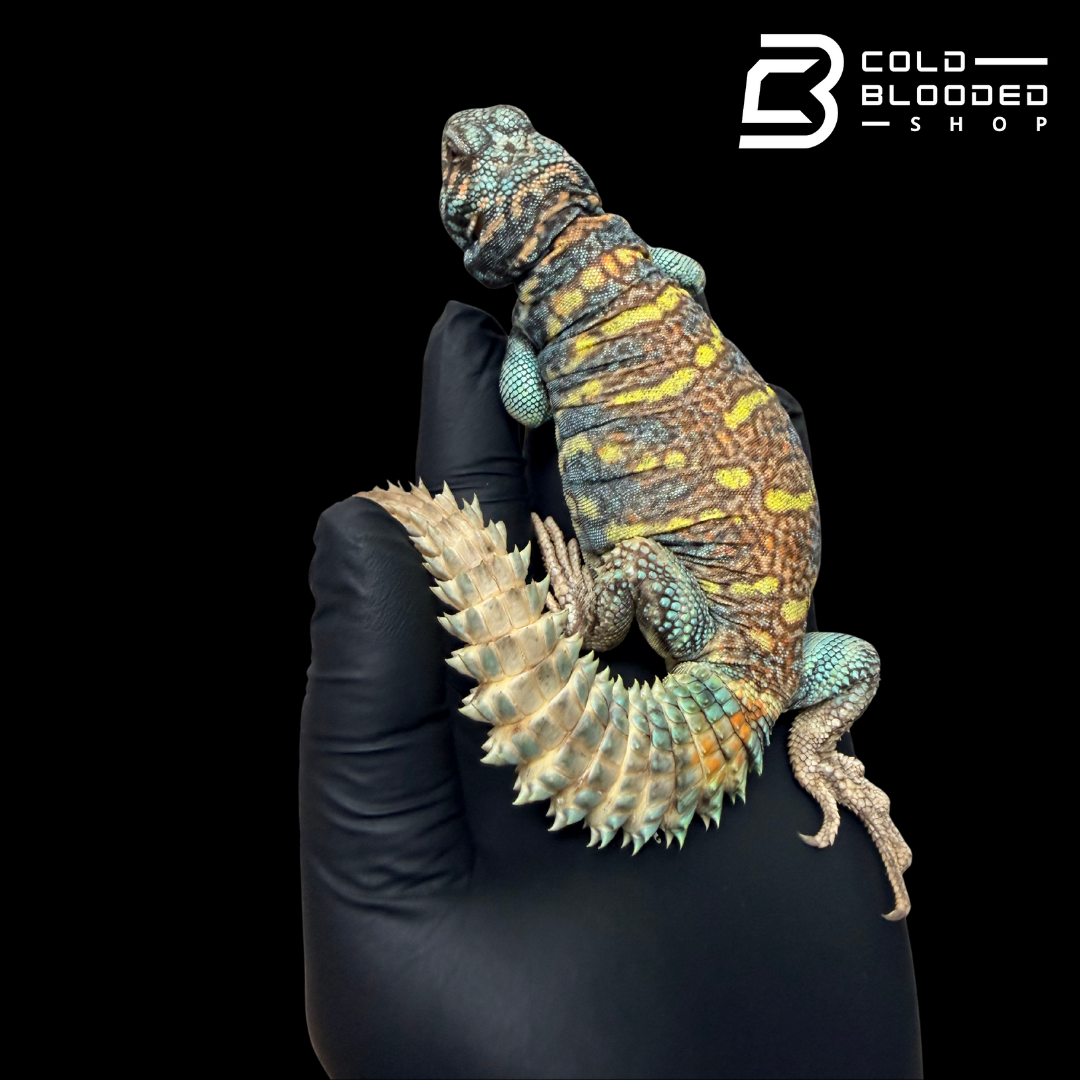 Adult Male Ornate Uromastyx - Uromastyx ornata