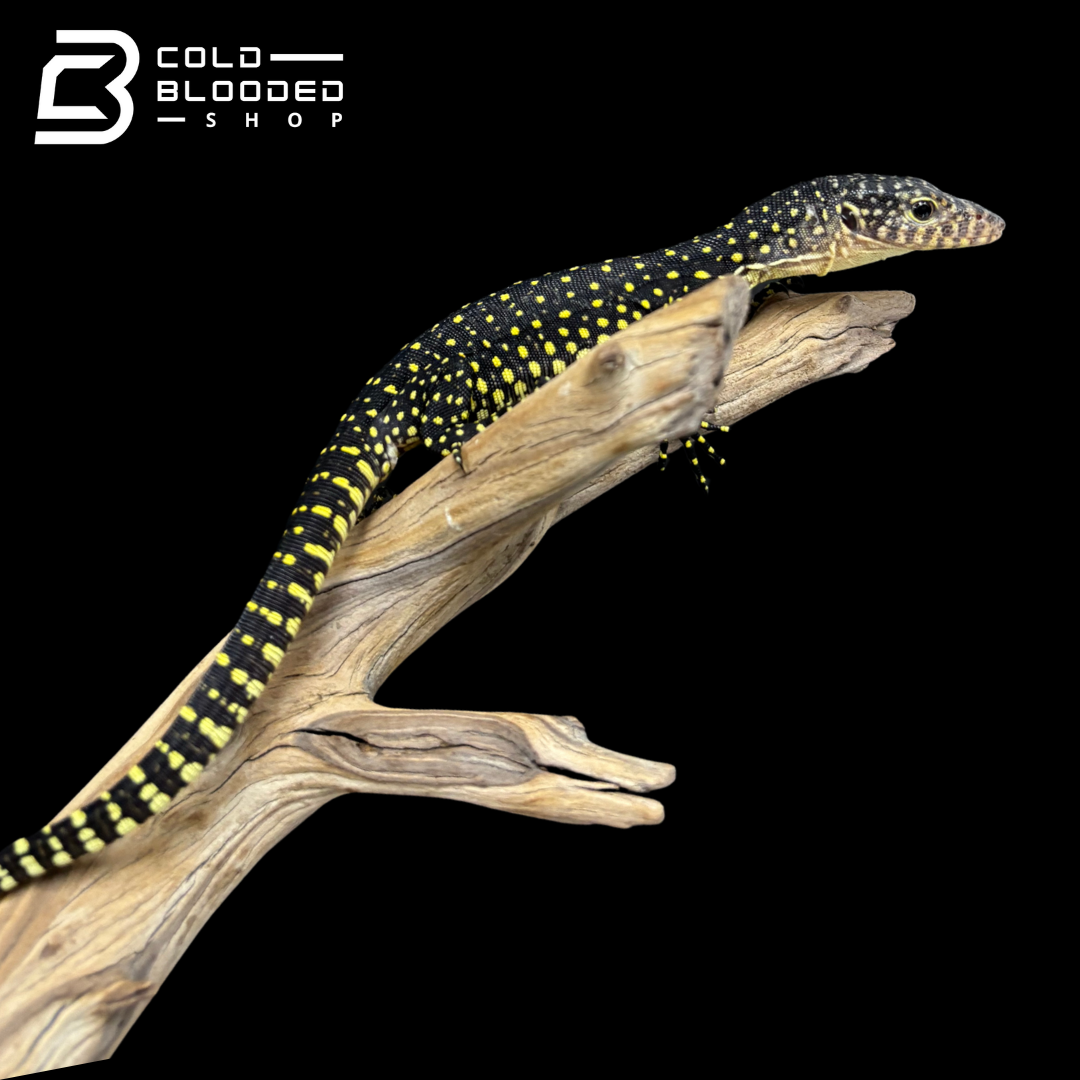 Baby Mangrove Monitor - Varanus indicus