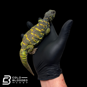 Adult Male Ornate Uromastyx - Uromastyx ornata