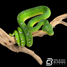 Adult Emerald Tree Boa - Corallus caninus #2