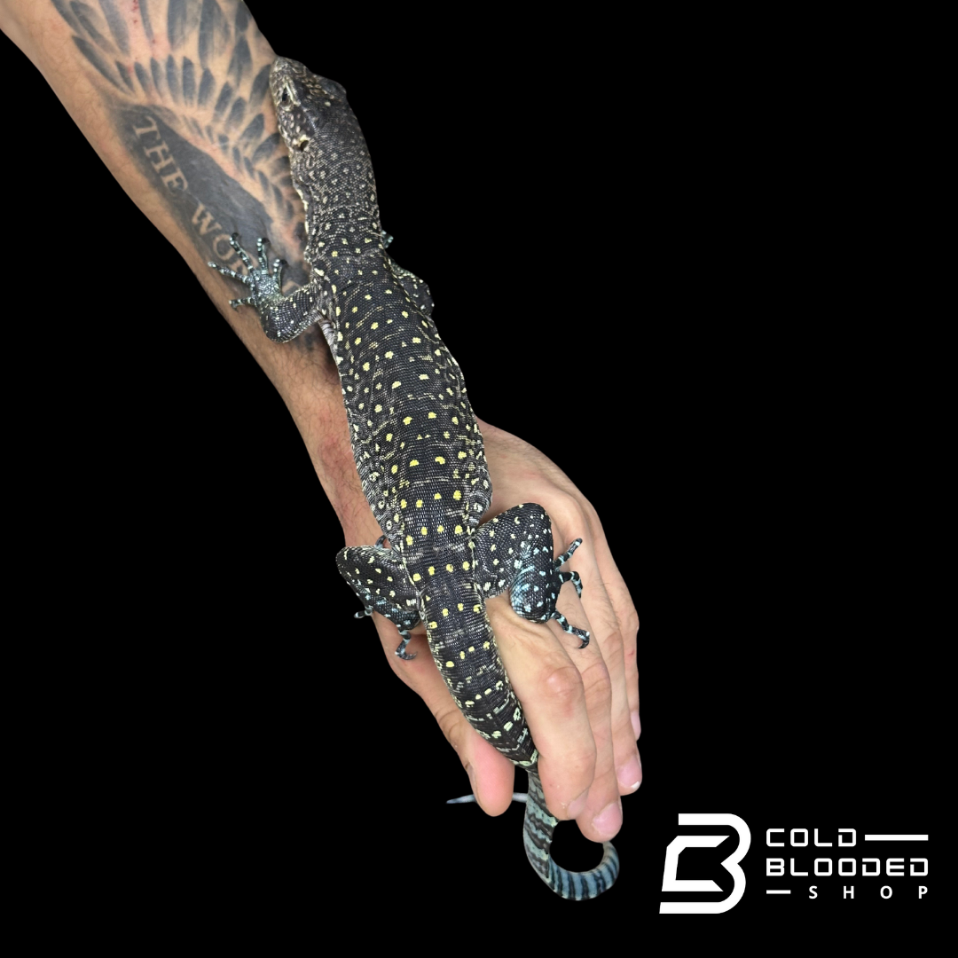Sub Adult Blue-tailed Monitor - Varanus doreanus