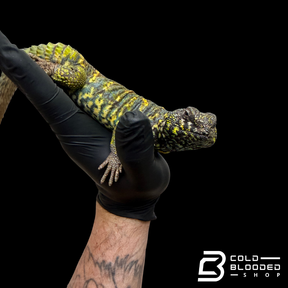 Adult Male Ornate Uromastyx - Uromastyx ornata