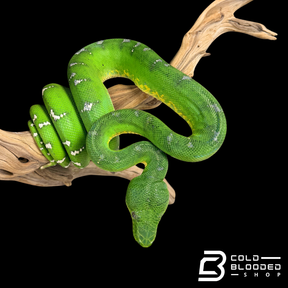 Adult Emerald Tree Boa - Corallus caninus #2