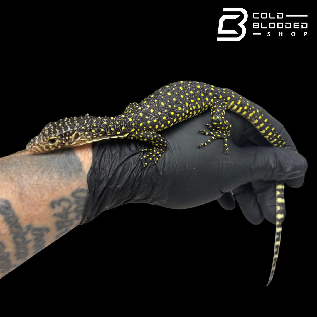 Baby Mangrove Monitor - Varanus indicus