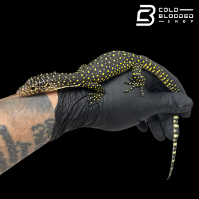 Baby Mangrove Monitor - Varanus indicus