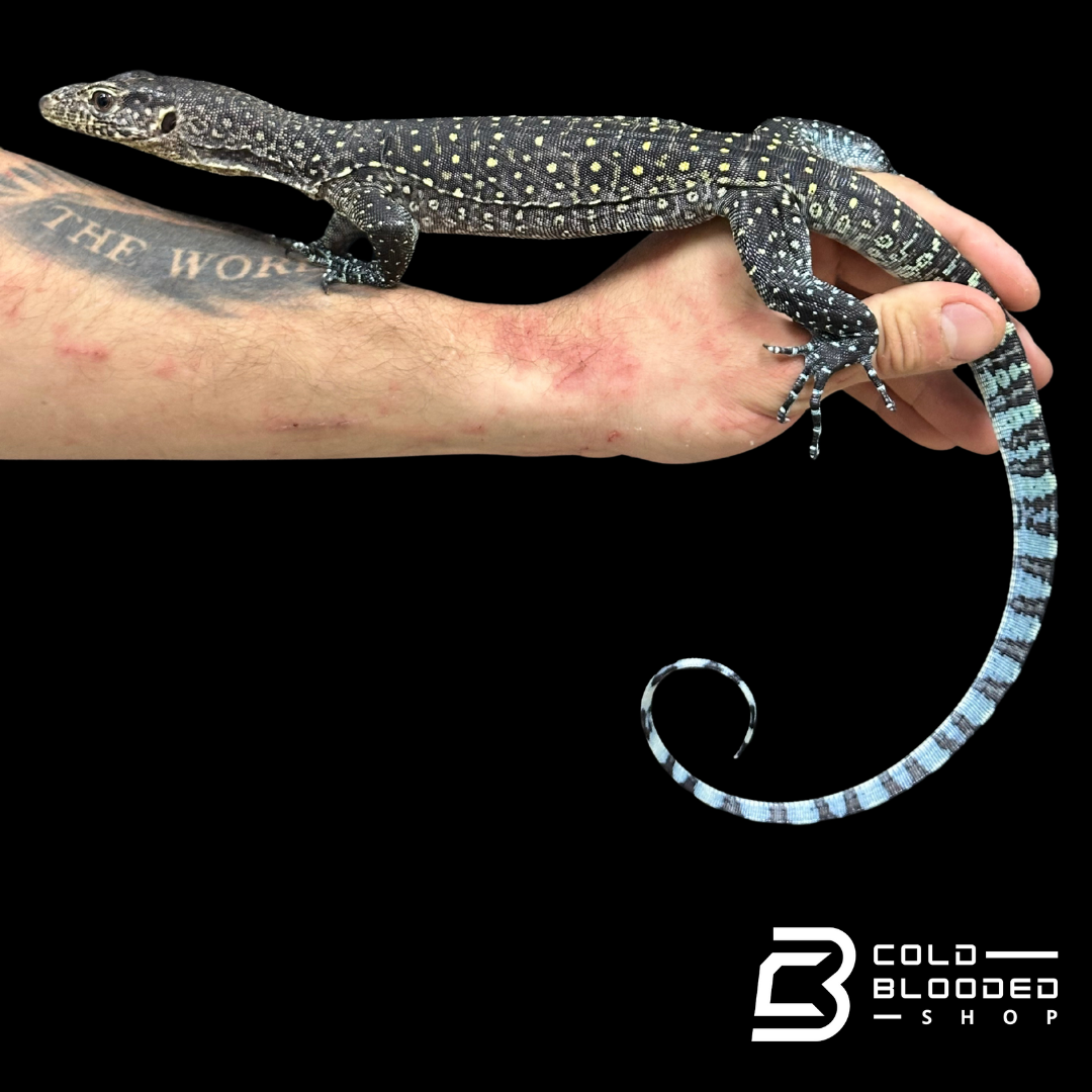 Sub Adult Blue-tailed Monitor - Varanus doreanus