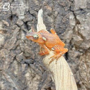 Pearly Tree Frogs - Nyctixalus Margaritifer