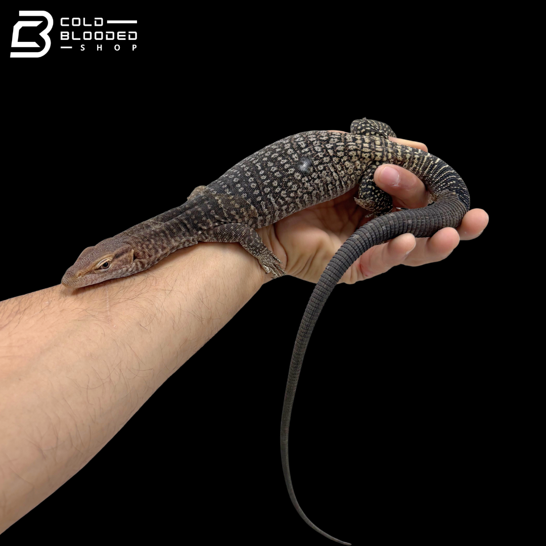Pair Of Black-headed Monitors - Varanus Tristis