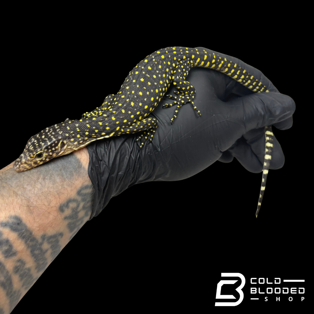 Baby Mangrove Monitor - Varanus indicus