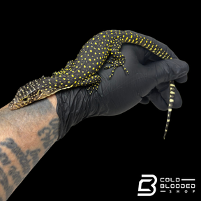 Baby Mangrove Monitor - Varanus indicus