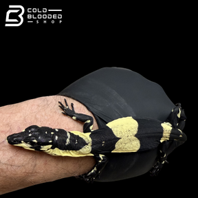 Baby Bell's Phase Lace Monitor #2 - Varanus varius