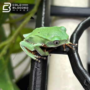 Juvenile Giant Waxy Monkey Tree Frog - Phyllomedusa bicolor