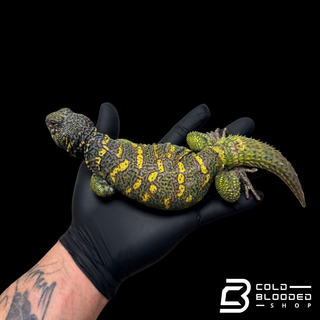 Adult Male Ornate Uromastyx - Uromastyx ornata