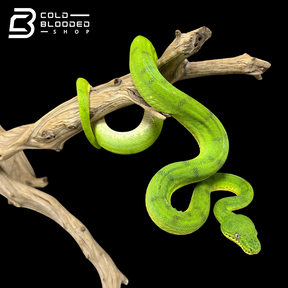 Juvenile Male Anaconda Phase Emerald Tree Boa - Corallus caninus