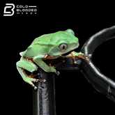 Juvenile Giant Waxy Monkey Tree Frog - Phyllomedusa bicolor