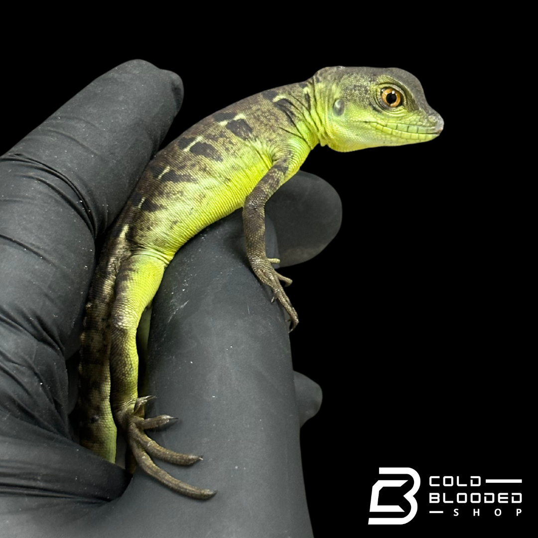 Adulto Negro Lagarto Dragón Sailfin - Hydrosaurus celebensis