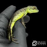 Adulto Negro Lagarto Dragón Sailfin - Hydrosaurus celebensis