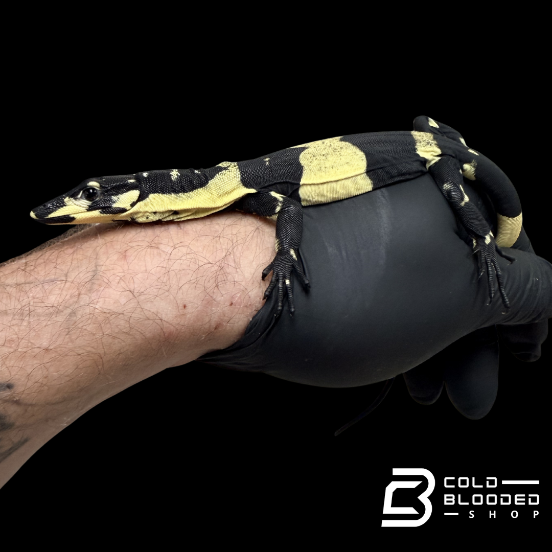 Baby Bell's Phase Lace Monitor #2 - Varanus varius