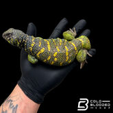 Adult Male Ornate Uromastyx - Uromastyx ornata