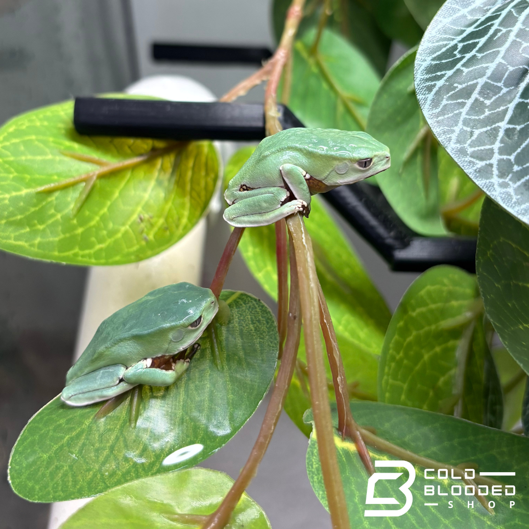 Juvenile Giant Waxy Monkey Tree Frog - Phyllomedusa bicolor