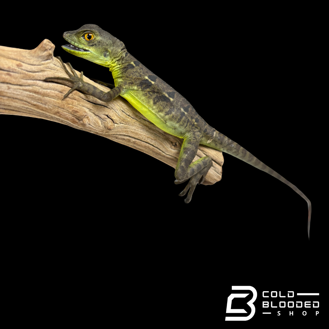 Adulto Negro Lagarto Dragón Sailfin - Hydrosaurus celebensis