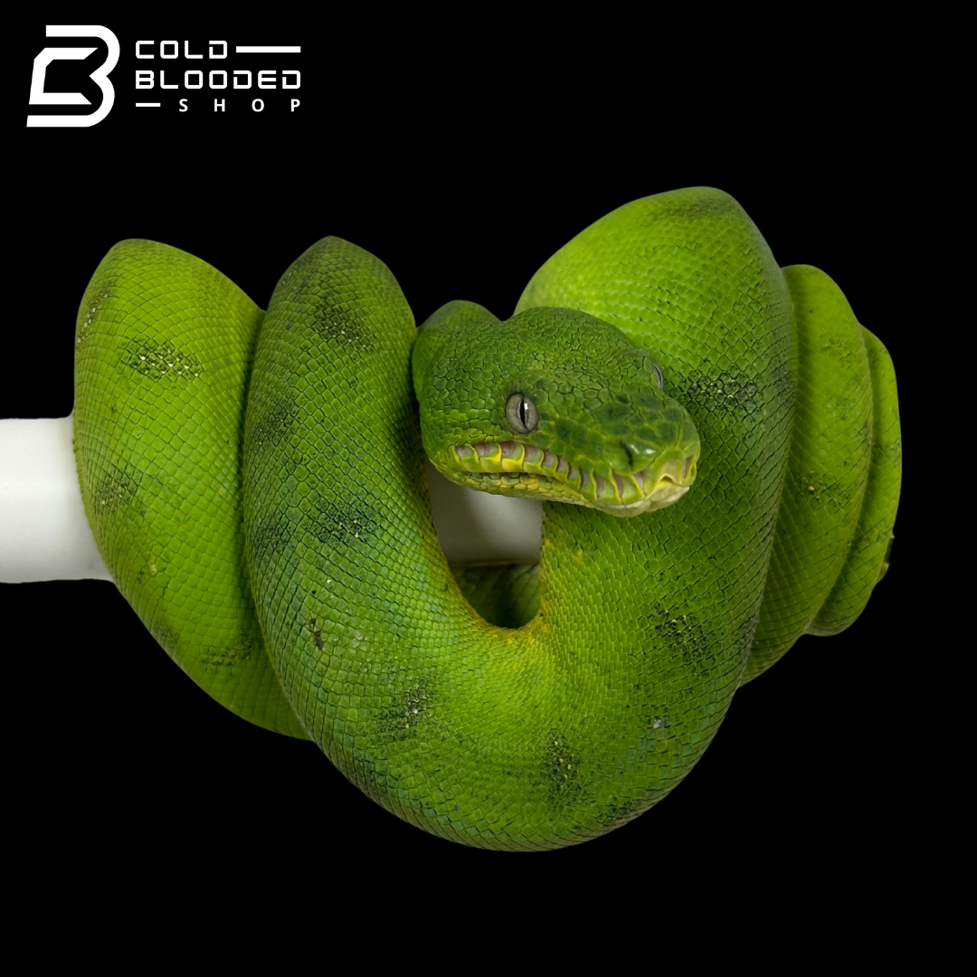 Juvenile Male Anaconda Phase Emerald Tree Boa - Corallus caninus