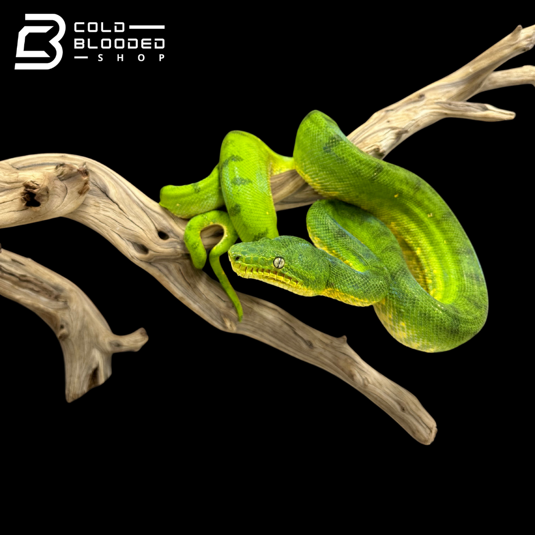 Juvenile Female Anaconda Phase Emerald Tree Boa - Corallus caninus