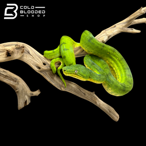Juvenile Female Anaconda Phase Emerald Tree Boa - Corallus caninus