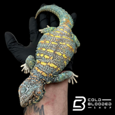 Bebé Uromastyx adornado