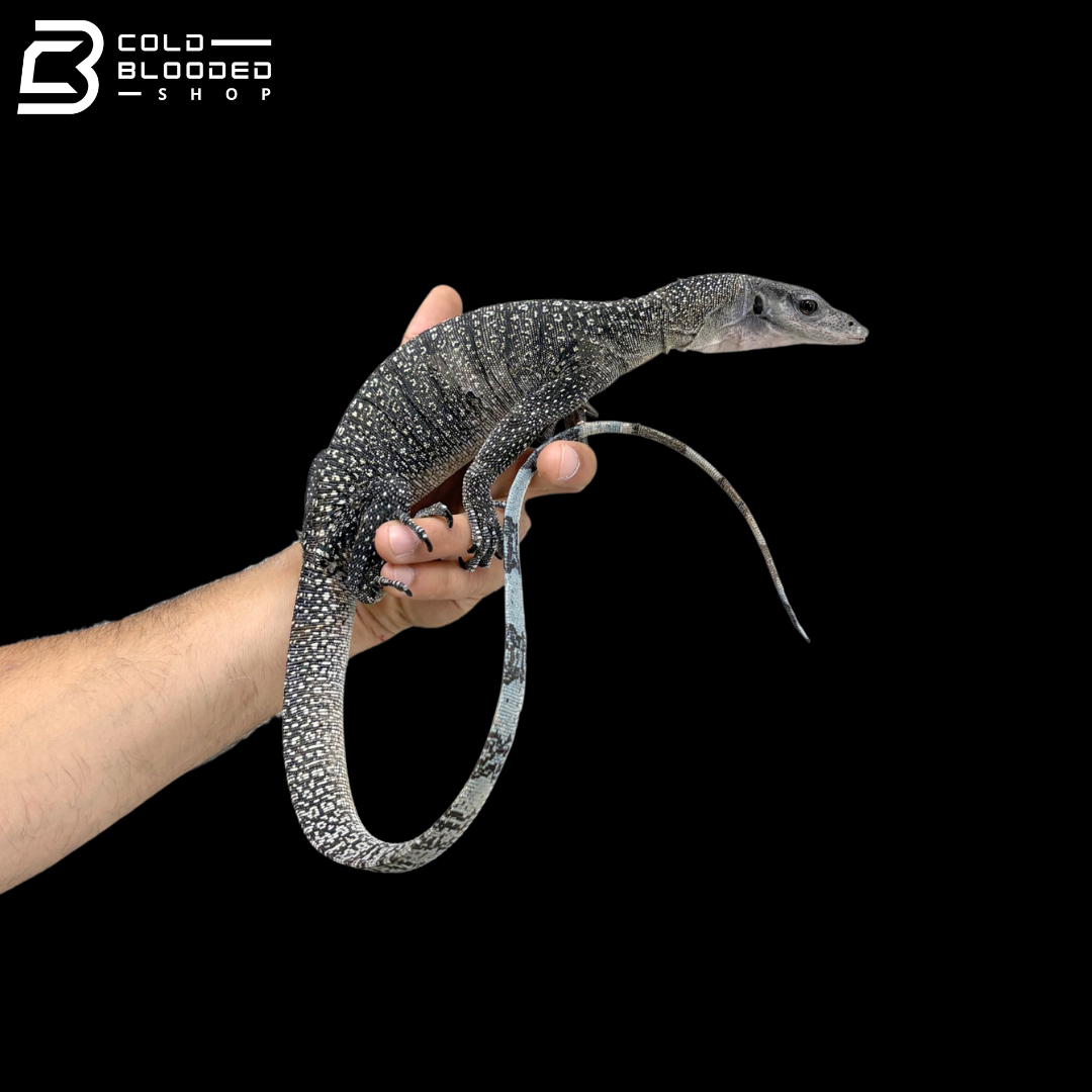 Subadult Batanta Peach-throated Monitor - Varanus jobiensis