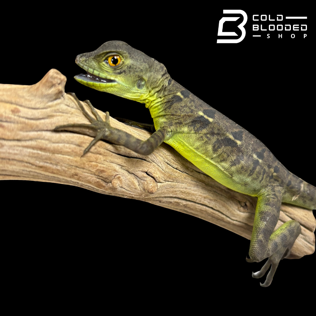 Adulto Negro Lagarto Dragón Sailfin - Hydrosaurus celebensis