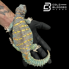 Bebé Uromastyx adornado