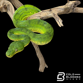 Juvenile Female Anaconda Phase Emerald Tree Boa - Corallus caninus