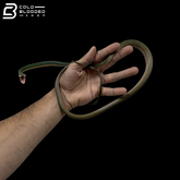 Adult Male Giant Parrot Snake - Leptophis Ahaetulla