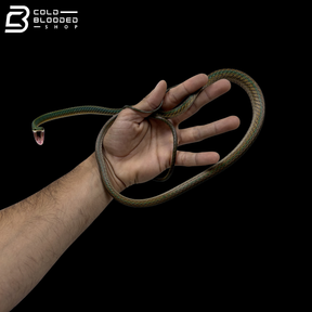 Adult Male Giant Parrot Snake - Leptophis Ahaetulla