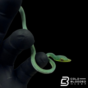 South American Giant Vine Snakes - Oxybelis Fulgidus