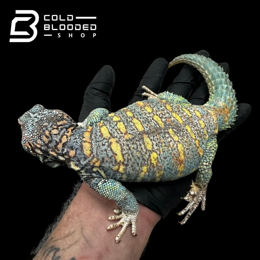 Bebé Uromastyx adornado