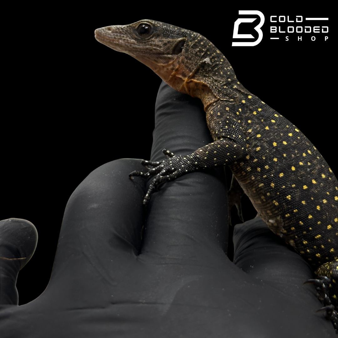 Baby Peach-throated Monitors - Varanus jobiensis