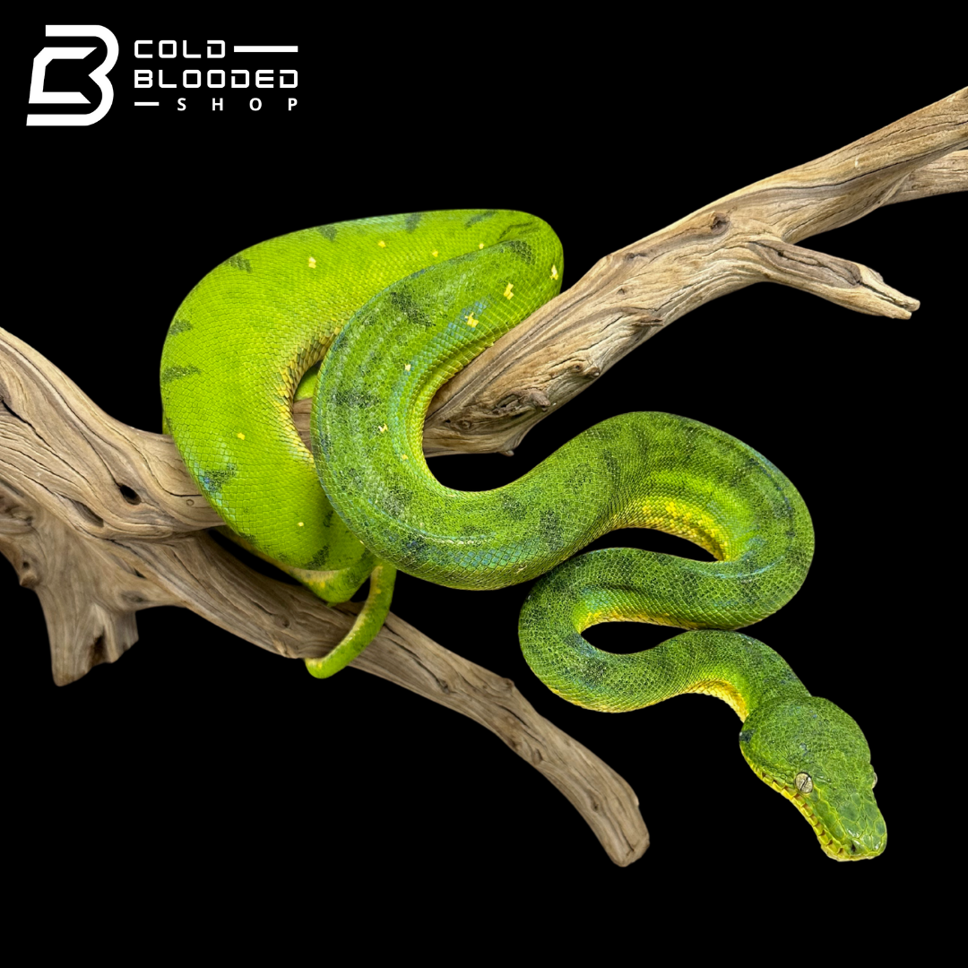 Juvenile Female Anaconda Phase Emerald Tree Boa - Corallus caninus