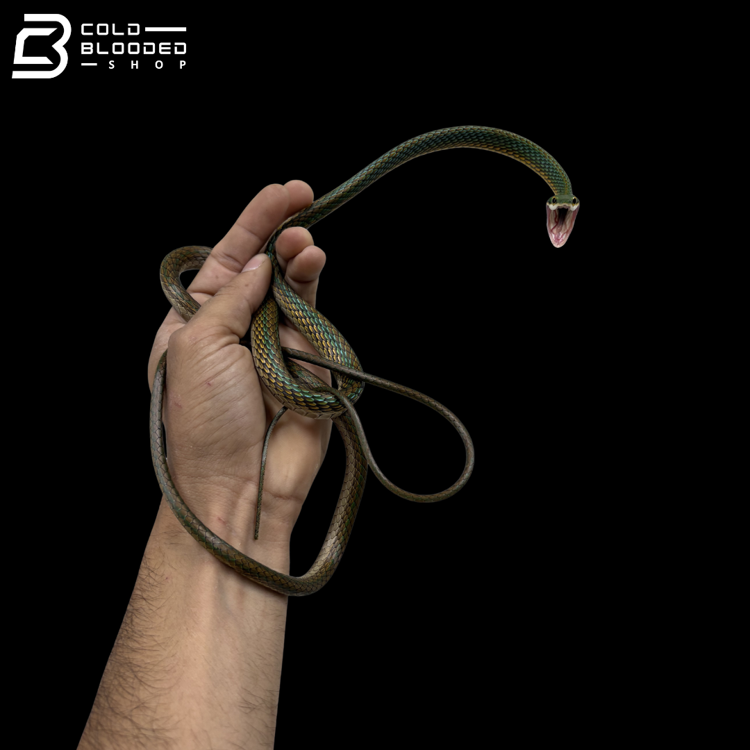 Adult Male Giant Parrot Snake - Leptophis Ahaetulla