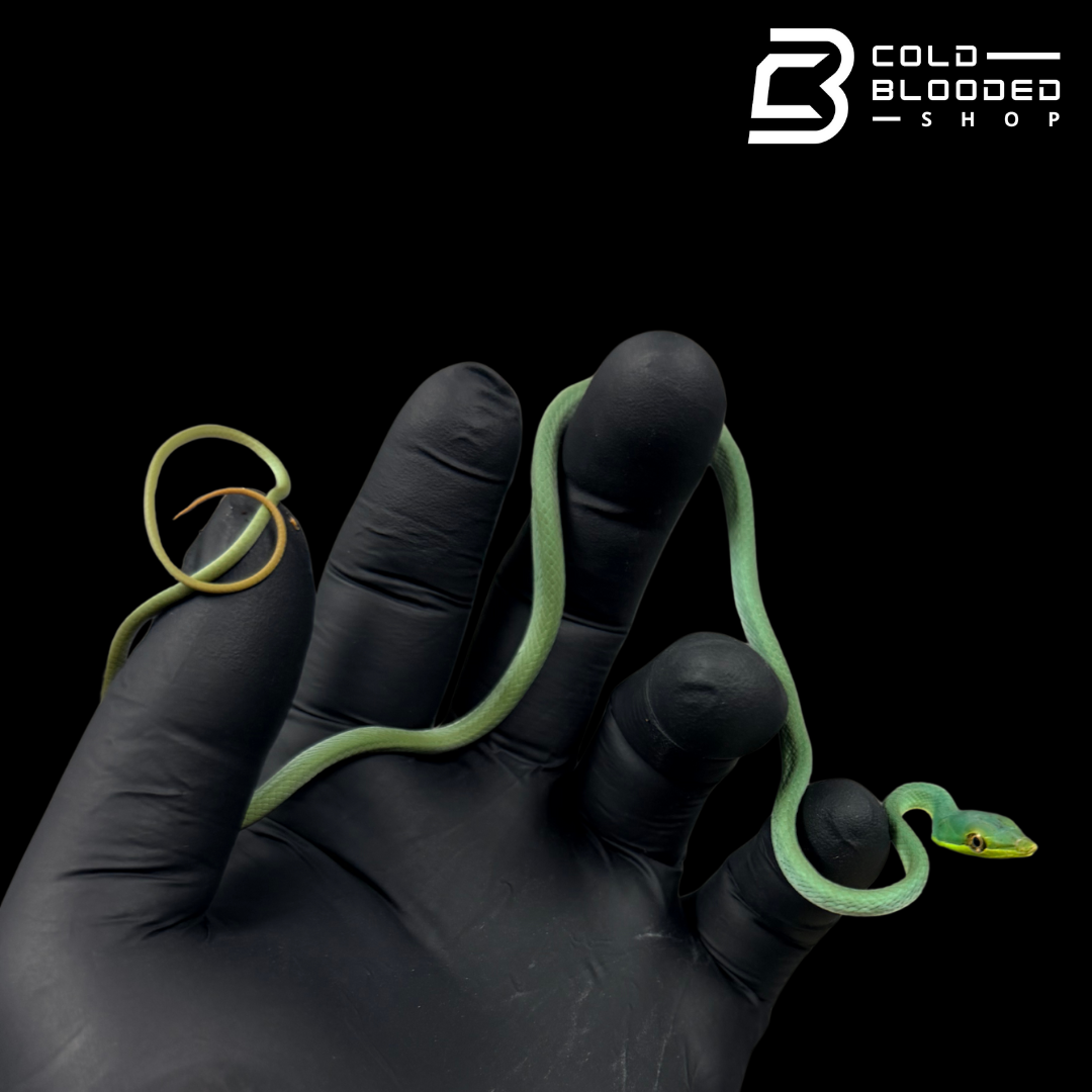 South American Giant Vine Snakes - Oxybelis Fulgidus