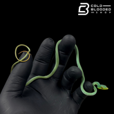 South American Giant Vine Snakes - Oxybelis Fulgidus