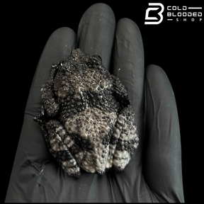 Rana de caca de pájaro vietnamita - Theloderma asperum