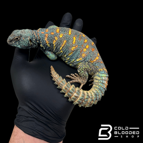 STUNNING! Adult Male Ornate Uromastyx - Uromastyx ornata