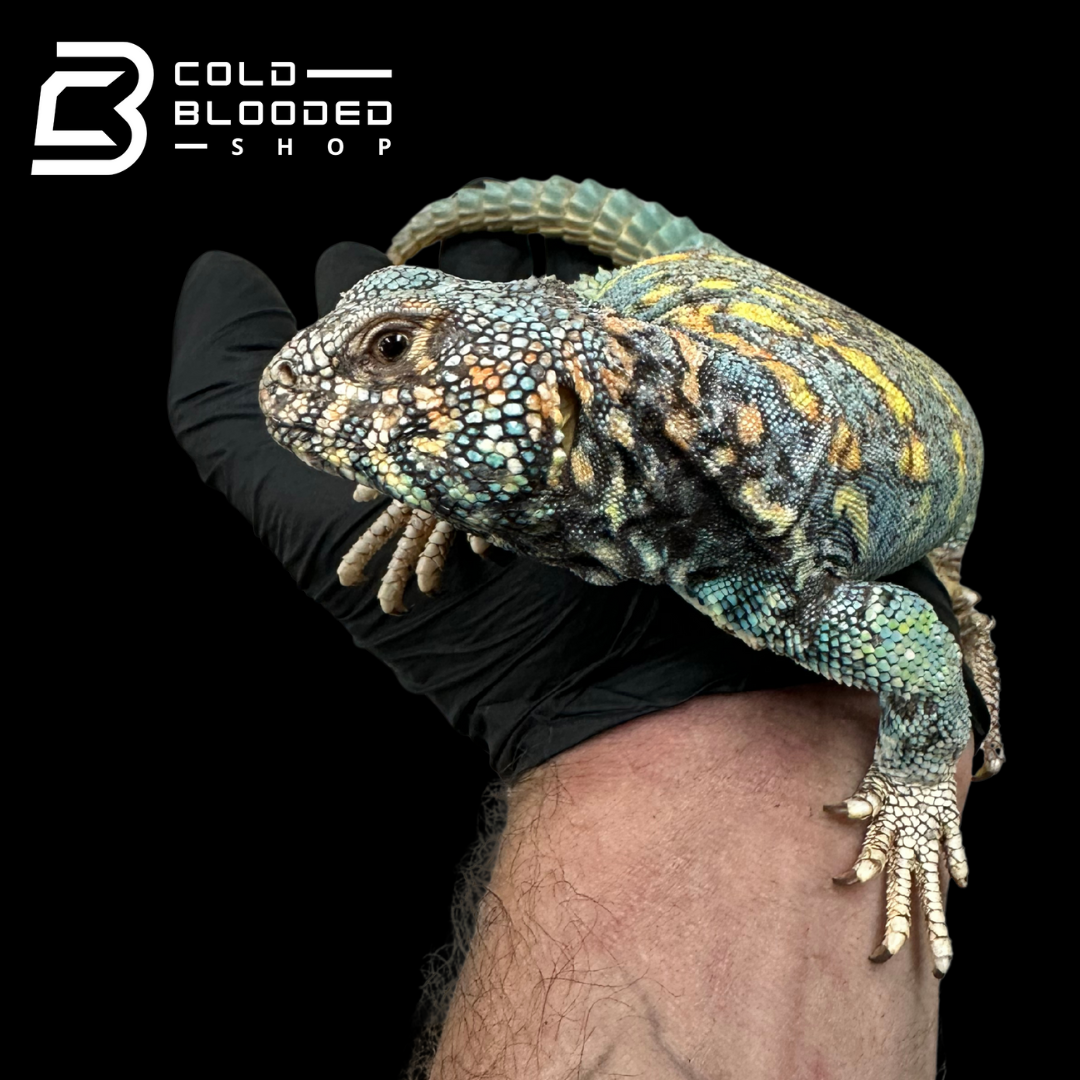 Bebé Uromastyx adornado